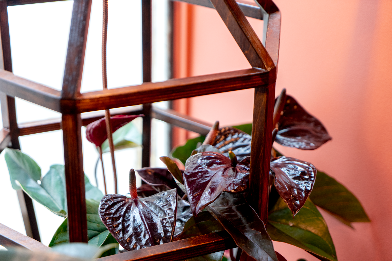 La lampe squelette Odette de la série Dodue de Maison Tessier est présentée allumée dans la boutique Succulentes Design Végétales, avec une plante dans sa base