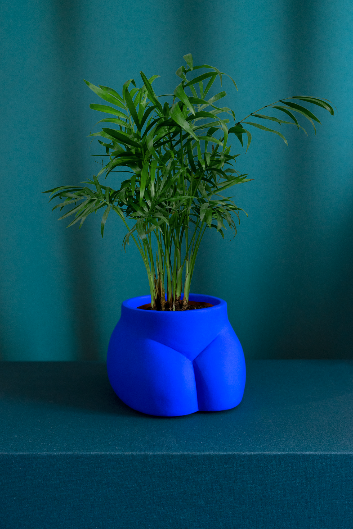 Cache pot Grand Fessier de Maison Tessier, face avant, pubis, de couleur Bleu Klein avec une plante, sur fond vert émeraude