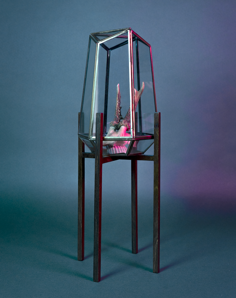 Terrarium contenant des cornes de chevreuil et un coquillage, est soutenu par un piédestal ITUS MAXIMA de la marque Maison Tessier derrière un fond bleu avec des reflets de lumière rose
