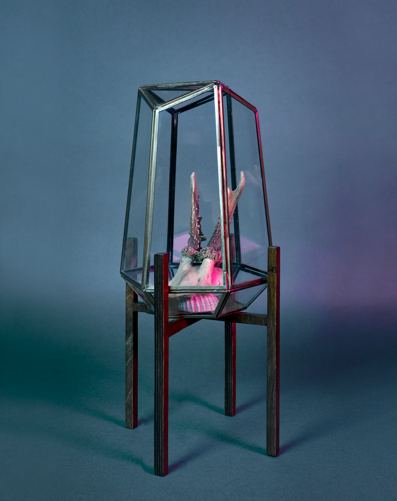 Terrarium contenant des cornes de chevreuil et un coquillage, est soutenu par un piédestal ITUS PUSILLI de la marque Maison Tessier derrière un fond bleu avec des reflets de lumière rose