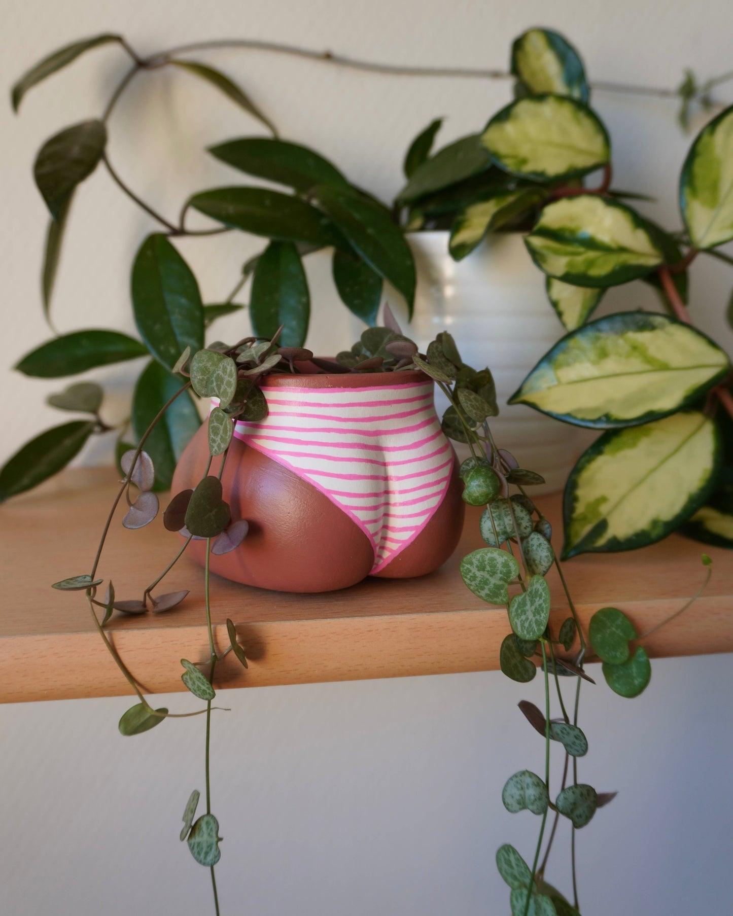 Le Mini Fessier Culotté Rayé Café Framboise avec des plantes - photo de Troque ta plante