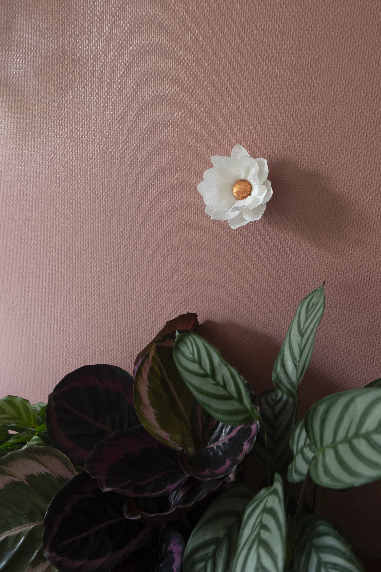 décoration murale florale faite à la main par Maison Tessier, fleur en papier Nymphea, de couleur blanche au coeur cuivrée, accrochée sur un mur rose texturé, accompagné de plantes d'intérieurs, calathea