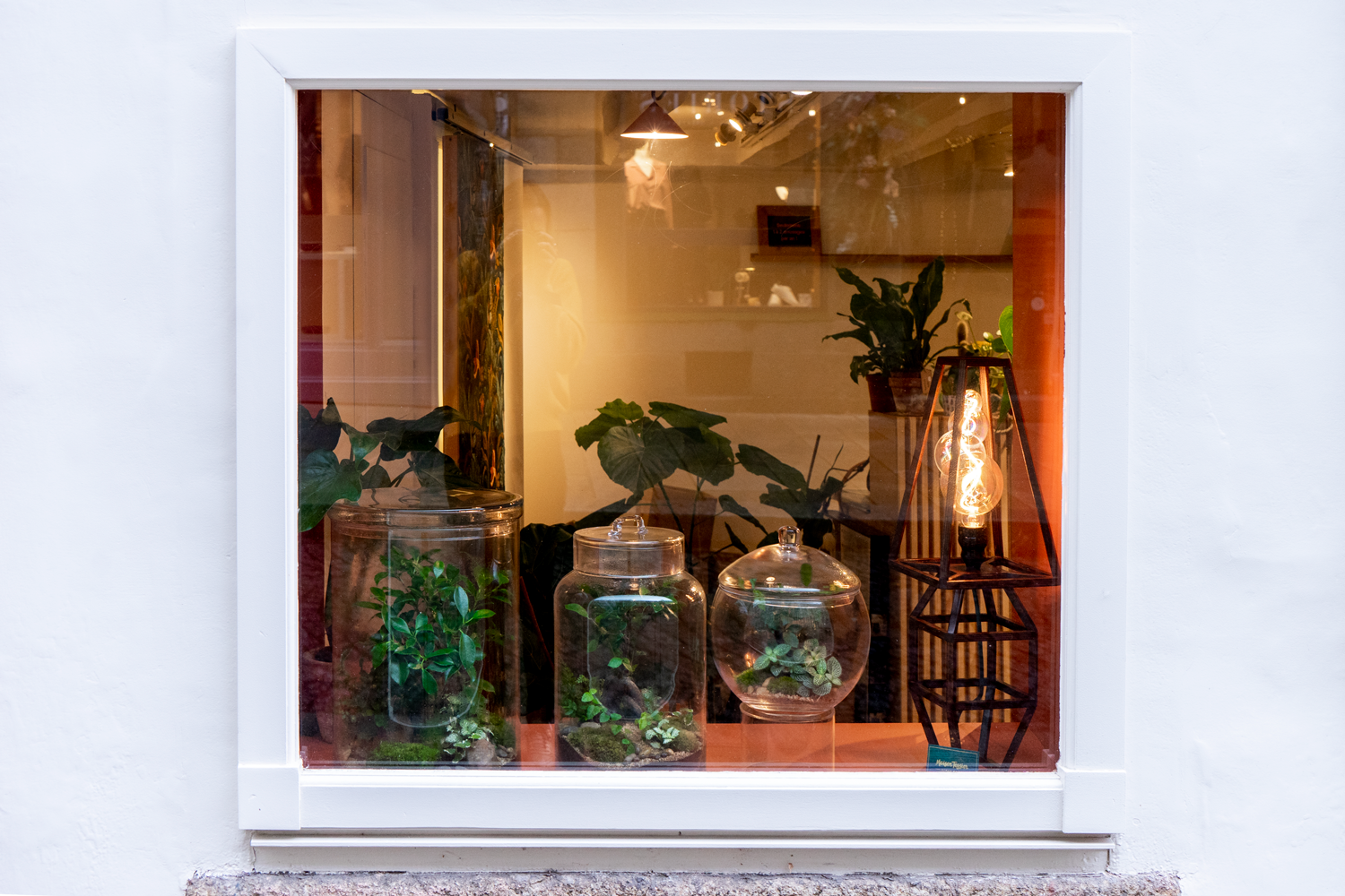 La lampe squelette Ginette de la série Fine de Maison Tessier est présentée allumée dans la vitrine de la boutique Succulentes Design Végétales avec des terrariums