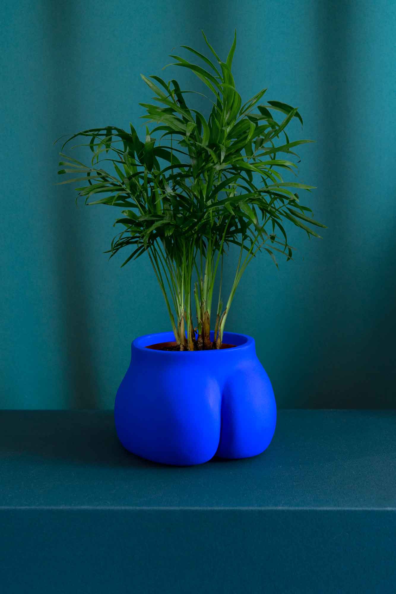 Cache pot Grand Fessier de Maison Tessier, face arrière, fesses, de couleur Bleu Klein avec une plante, sur fond vert émeraude