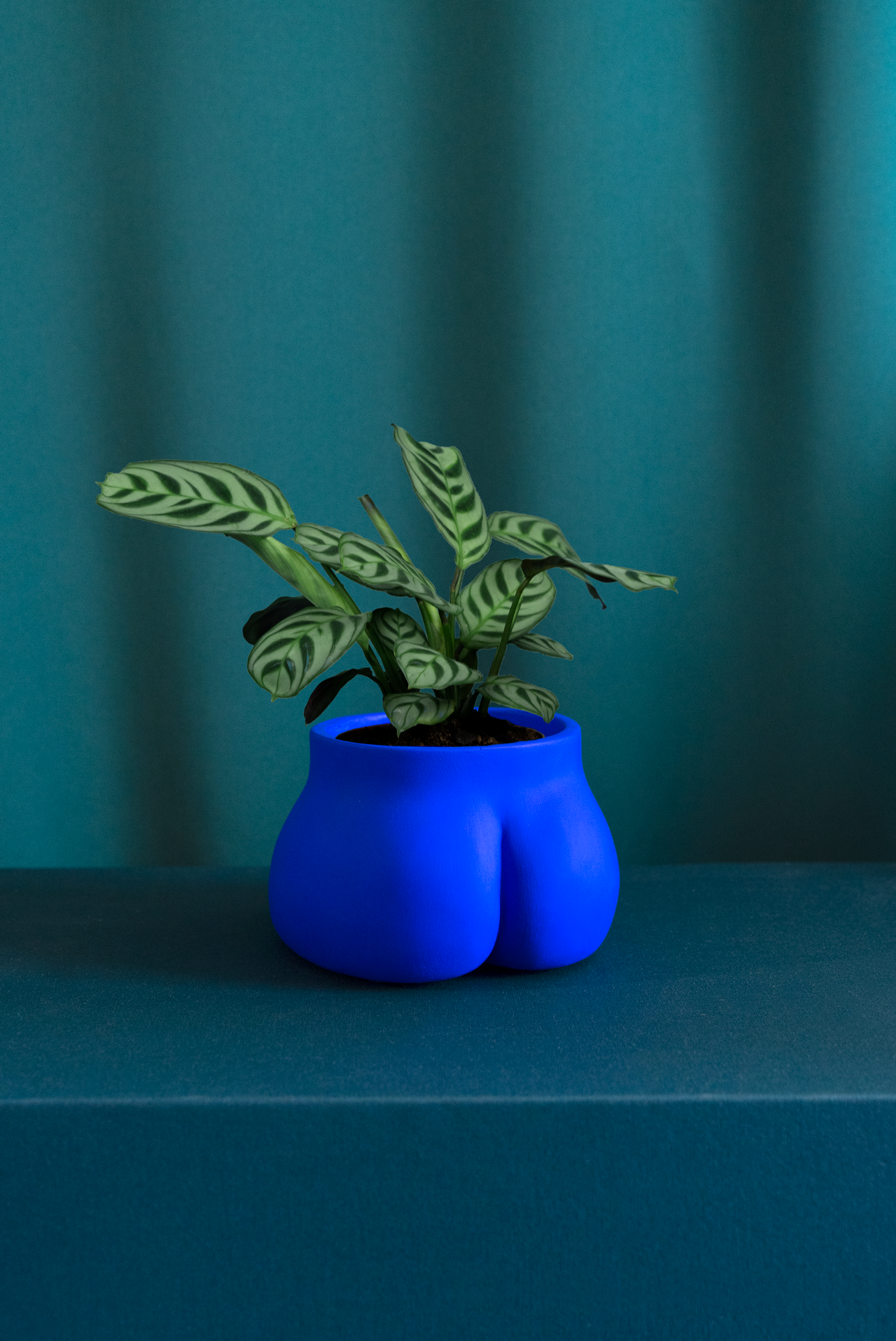 Cache pot Petit Fessier de Maison Tessier, face arrière, fesses, de couleur Bleu Klein avec une plante, sur fond vert émeraude