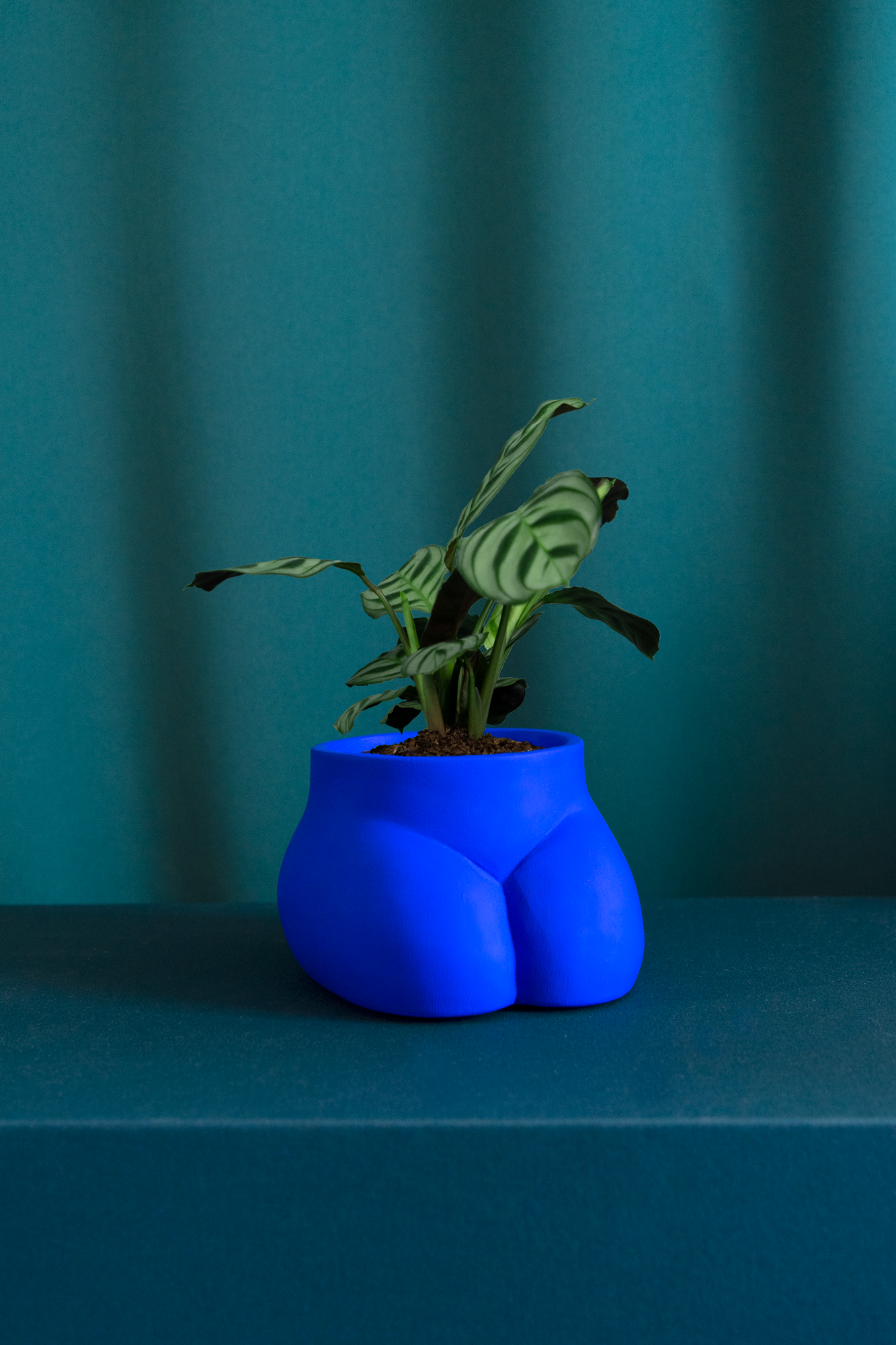 Cache pot Petit Fessier de Maison Tessier, face avant, pubis, de couleur Bleu Klein avec une plante, sur fond vert émeraude
