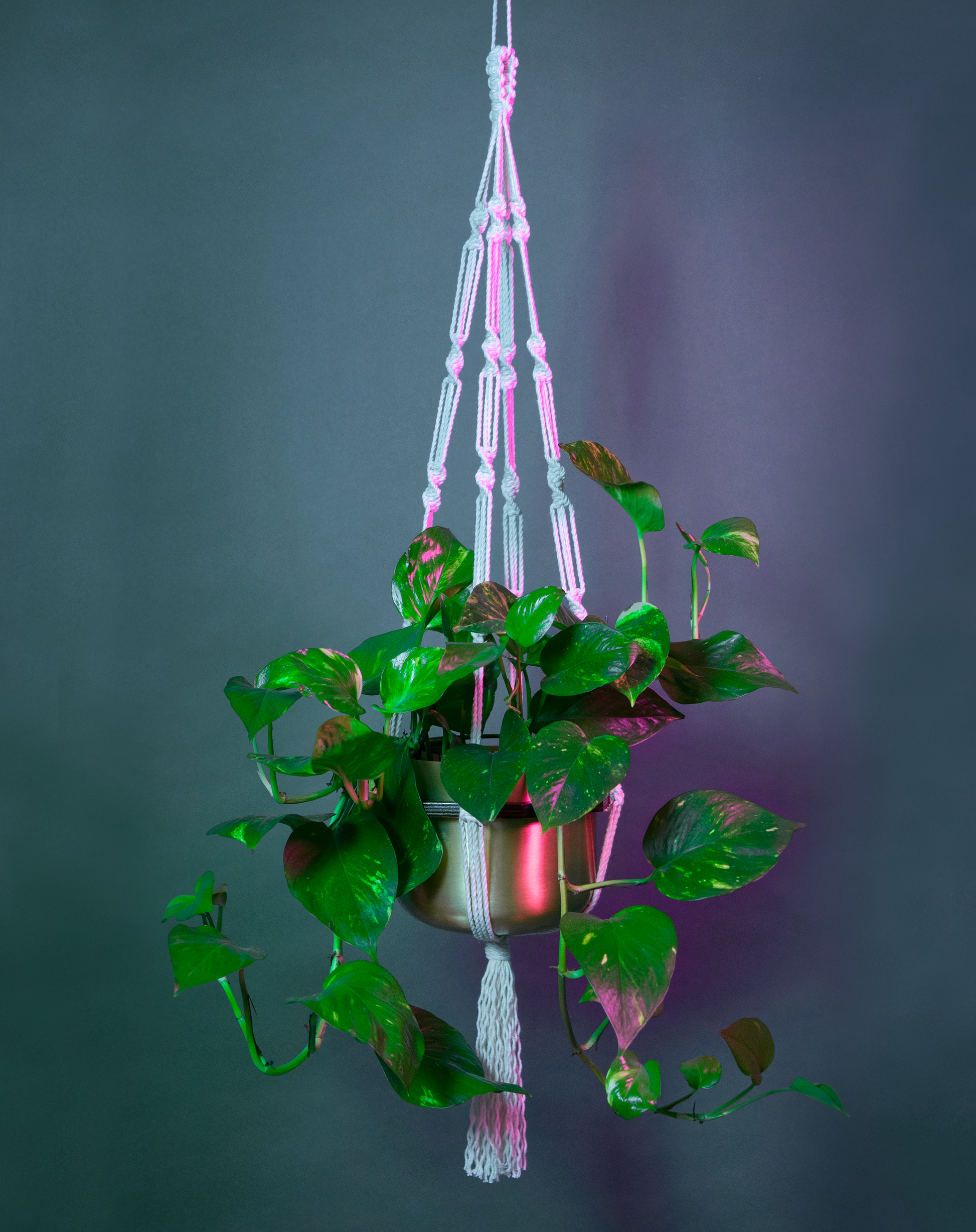 Une suspension en macramé de coton et disque en bois AUXILIUM MAXIMA, de la marque Maison Tessier, soutient une plante, derrière un fond bleu avec des reflets de lumière rose