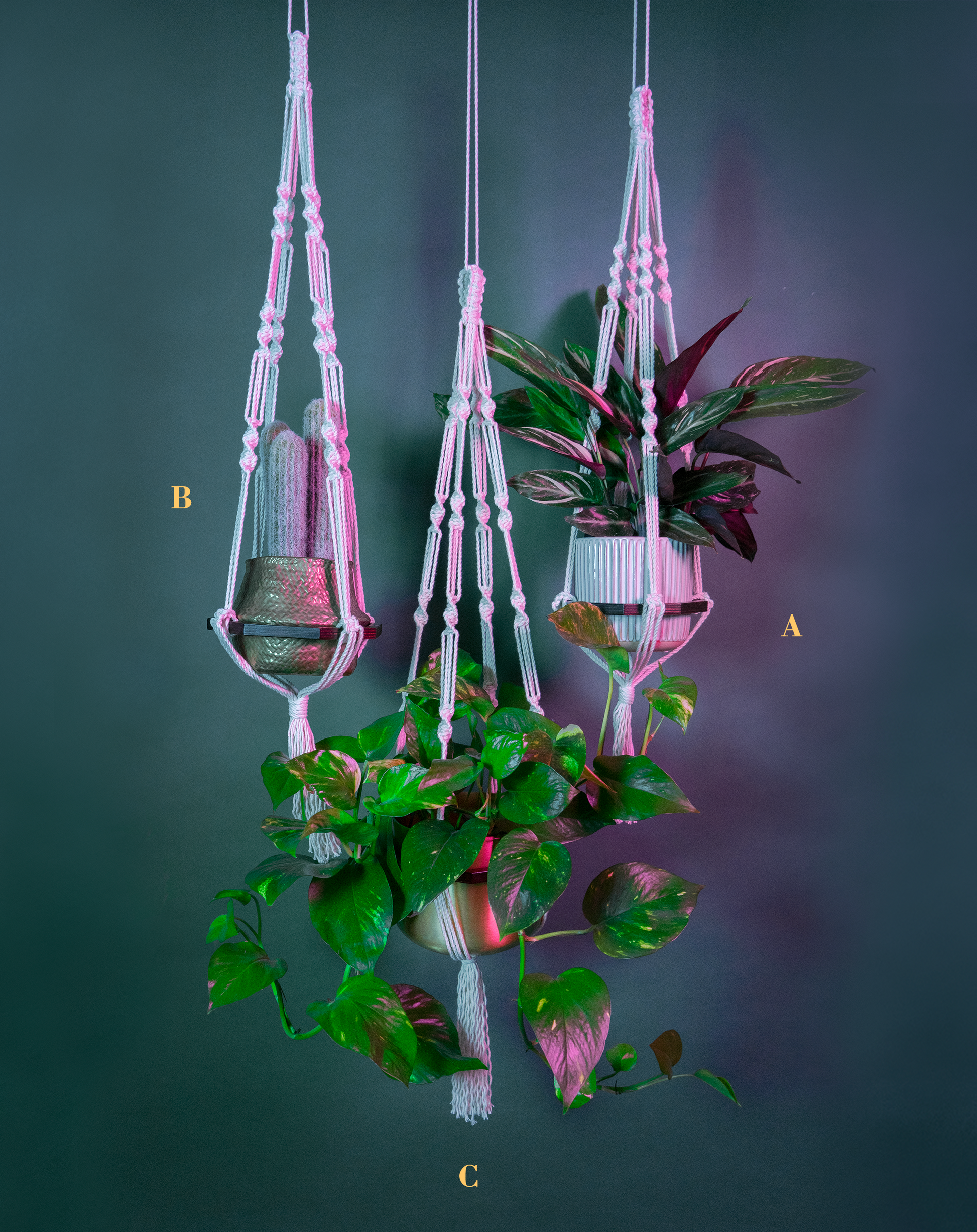 Trois suspensions en macramé de coton et disque en bois de la série AUXILIUM, de la marque Maison Tessier, soutient 3 pots de plantes, derrière un fond bleu avec des reflets de lumière rose