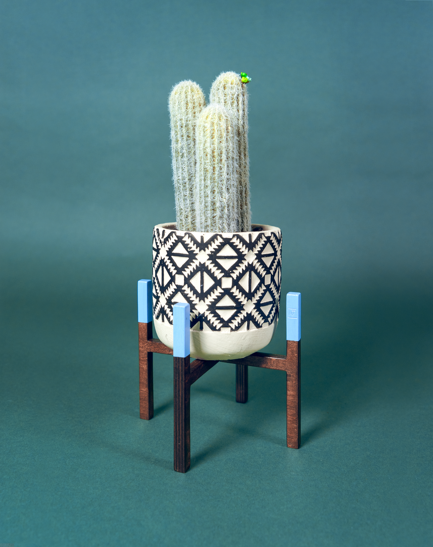 Cactus est soutenu par un piédestal ITUS MINIMA Céleste de la marque Maison Tessier derrière un fond vert