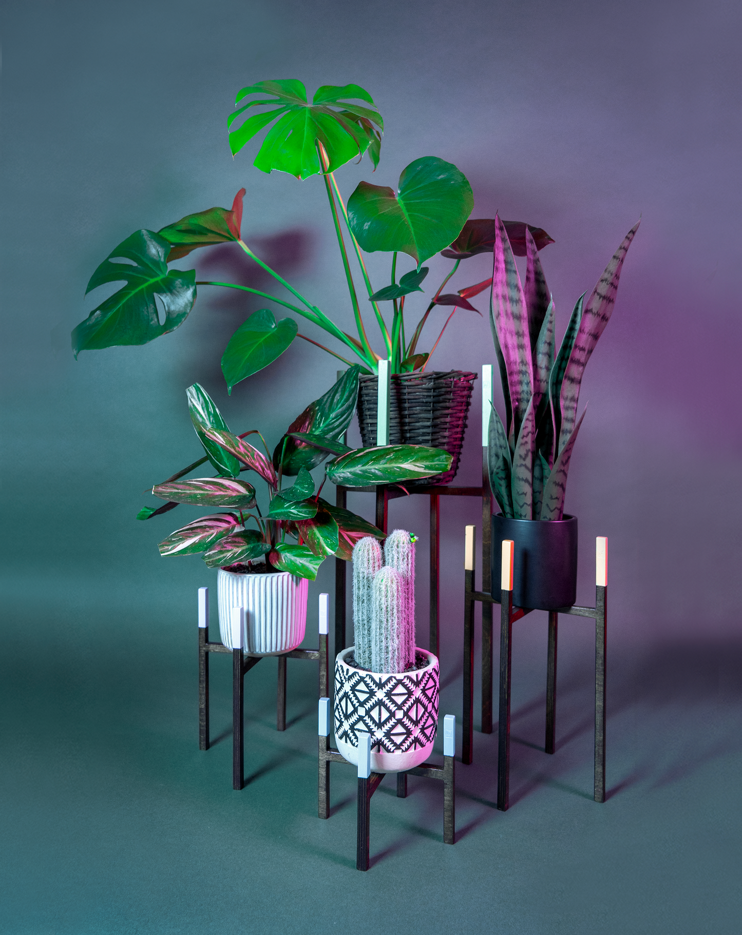 Collection unique colorée de piédestaux Itus de la marque Maison Tessier, ils soutiennent des plantes, et sont sur un fond vert avec de la lumière rose.